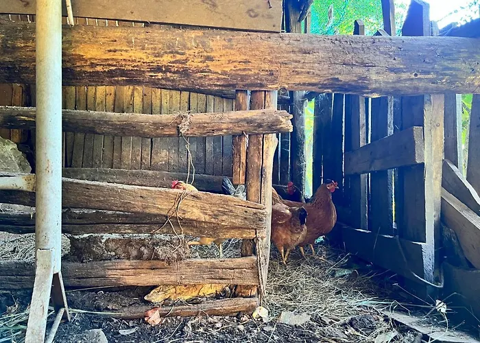 Neomalsore Agrotourism, Komani 호텔