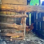 Neomalsore Agrotourism, Komani Πανσιόν