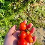 Πανσιόν Neomalsore Agrotourism, Komani