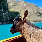 Neomalsore Agrotourism, Komani Πανσιόν