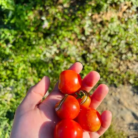 Hotell Neomalsore Agrotourism, Komani