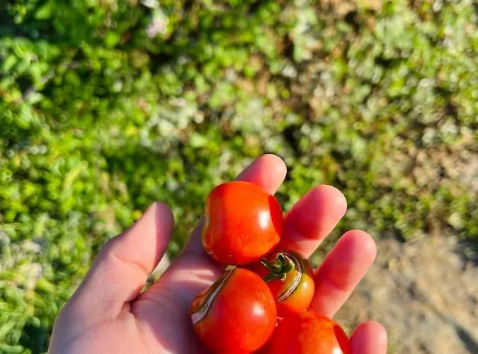 Hotel Neomalsore Agrotourism, Komani